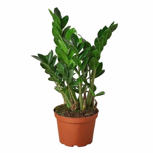 Air-Purifying Low Maintenance Indoor Houseplant for Offices & Homes – Zamioculcas Zamiifolia (ZZ Plant) - UrbanSprout