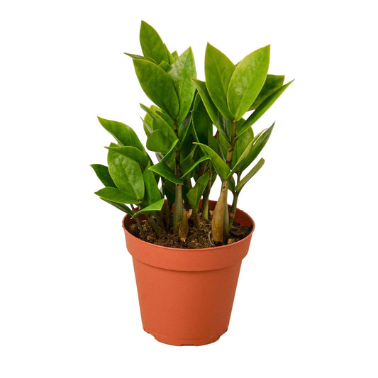 Air-Purifying Low Maintenance Indoor Houseplant for Offices & Homes – Zamioculcas Zamiifolia (ZZ Plant) - UrbanSprout
