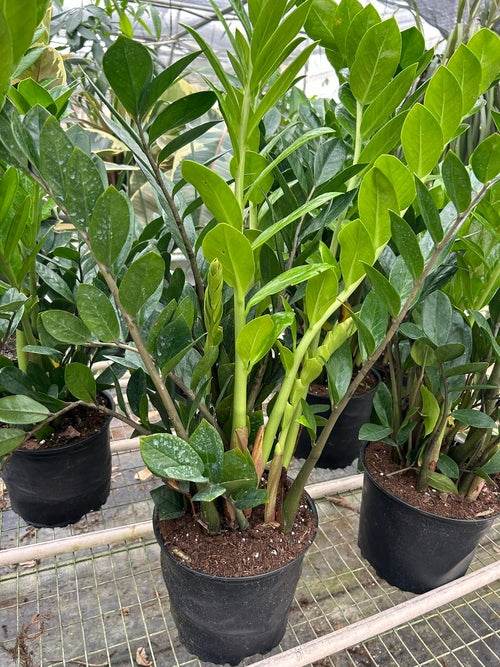 Air-Purifying Low Maintenance Indoor Houseplant for Offices & Homes – Zamioculcas Zamiifolia (ZZ Plant) - UrbanSprout