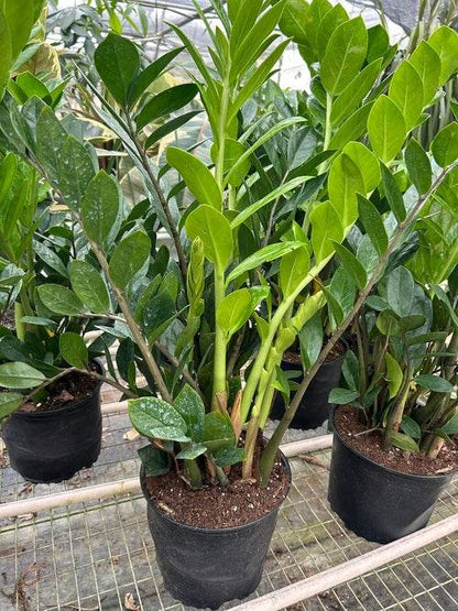 Air-Purifying Low Maintenance Indoor Houseplant for Offices & Homes – Zamioculcas Zamiifolia (ZZ Plant) - UrbanSprout