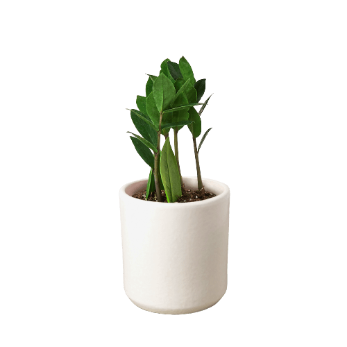 Air-Purifying Low Maintenance Indoor Houseplant for Offices & Homes – Zamioculcas Zamiifolia (ZZ Plant) - UrbanSprout