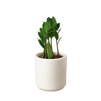Air-Purifying Low Maintenance Indoor Houseplant for Offices & Homes – Zamioculcas Zamiifolia (ZZ Plant) - UrbanSprout