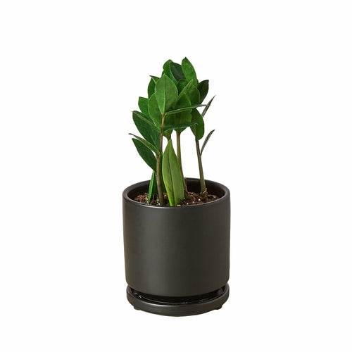 Air-Purifying Low Maintenance Indoor Houseplant for Offices & Homes – Zamioculcas Zamiifolia (ZZ Plant) - UrbanSprout