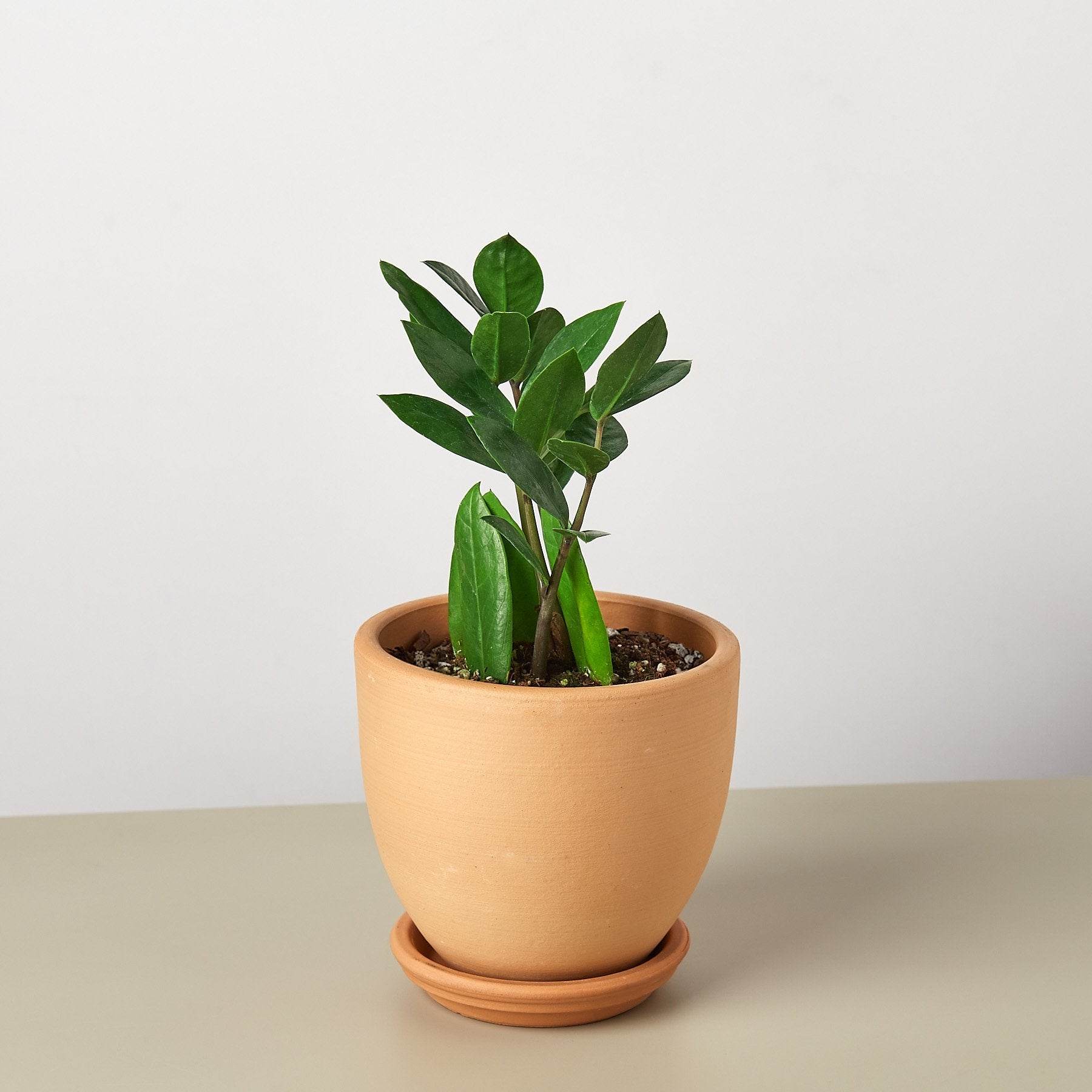Air-Purifying Low Maintenance Indoor Houseplant for Offices & Homes – Zamioculcas Zamiifolia (ZZ Plant) - UrbanSprout