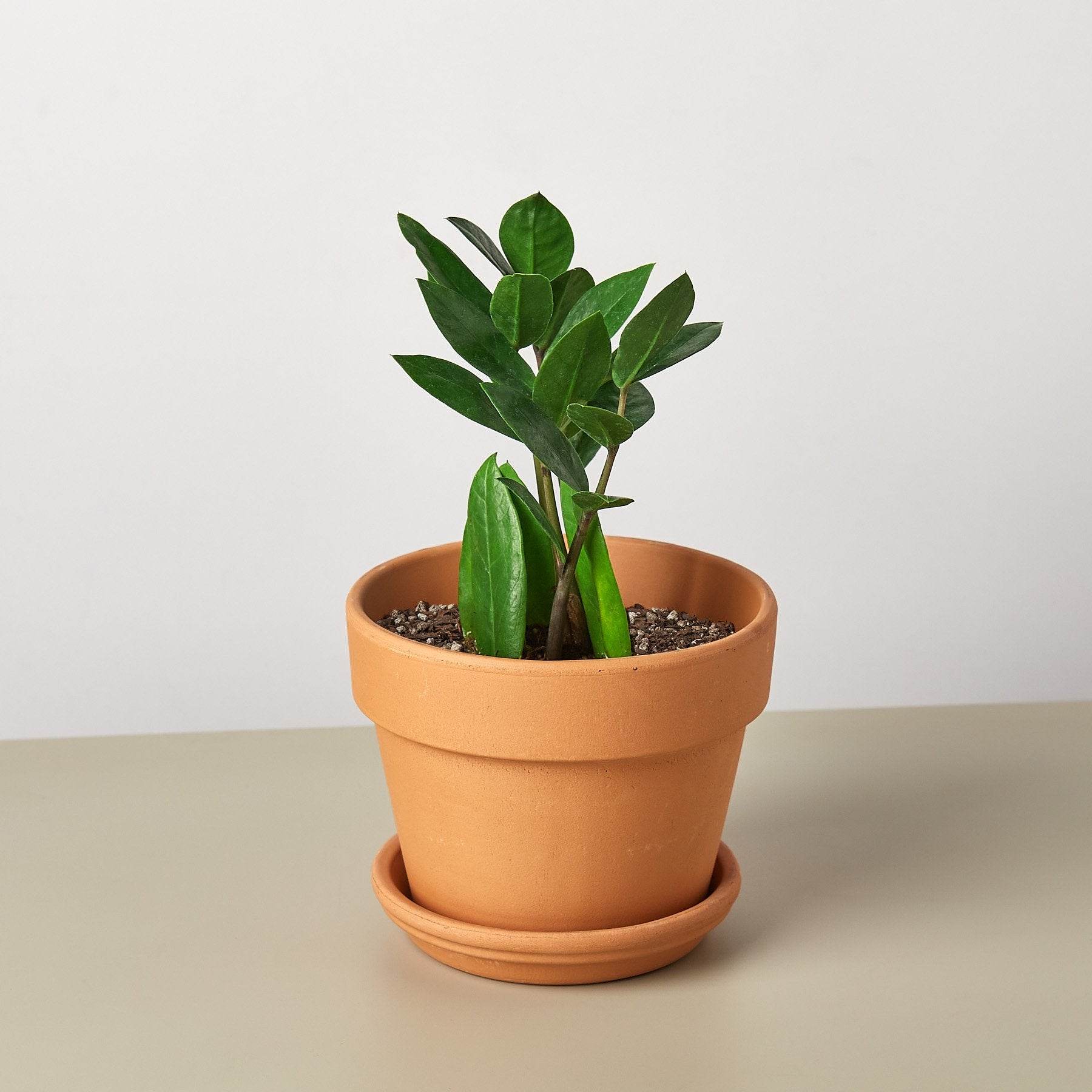 Air-Purifying Low Maintenance Indoor Houseplant for Offices & Homes – Zamioculcas Zamiifolia (ZZ Plant) - UrbanSprout