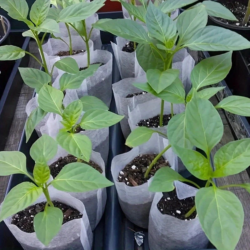 Biodegradable Seed Nursery Grow Bags