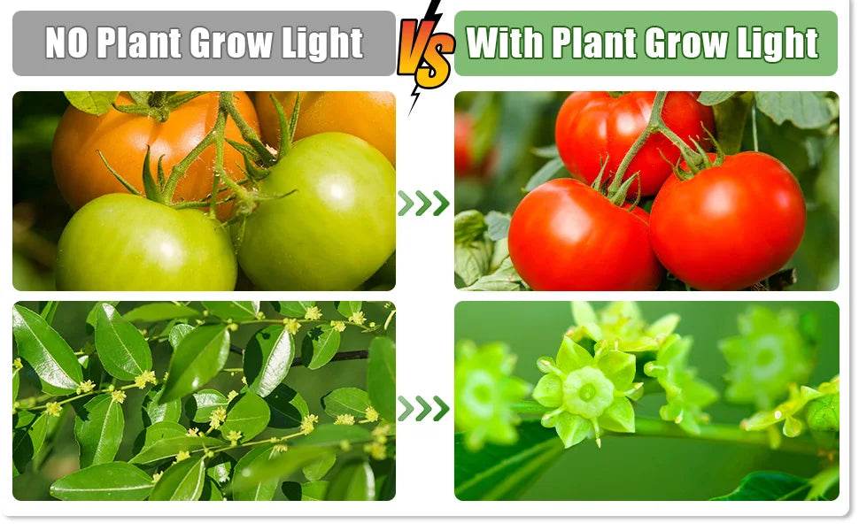Seed Starter Kit with LED Grow Lights & Timer – 2 Pack, 80 Cells, High Dome Trays - UrbanSprout