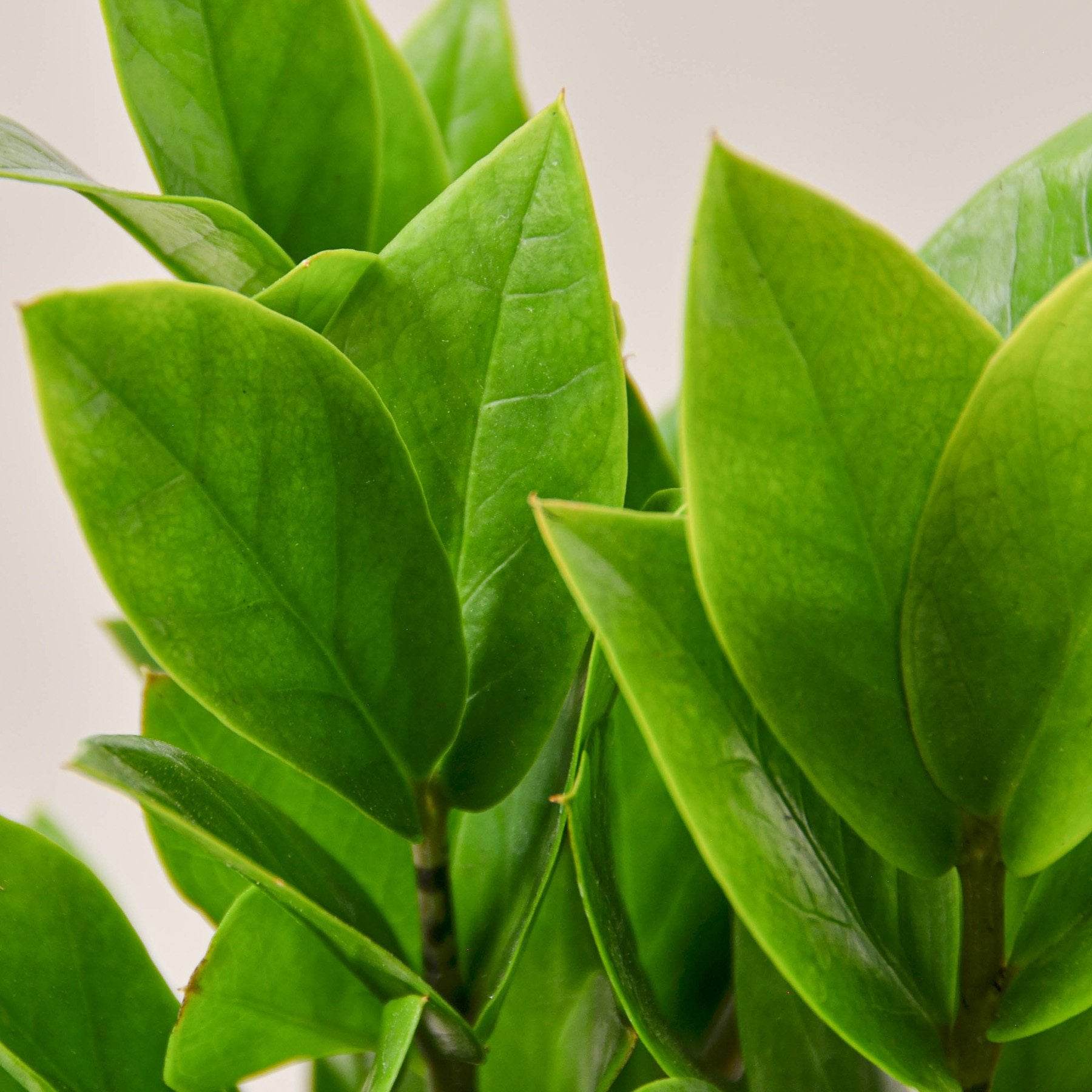 Air-Purifying Low Maintenance Indoor Houseplant for Offices & Homes – Zamioculcas Zamiifolia (ZZ Plant) - UrbanSprout