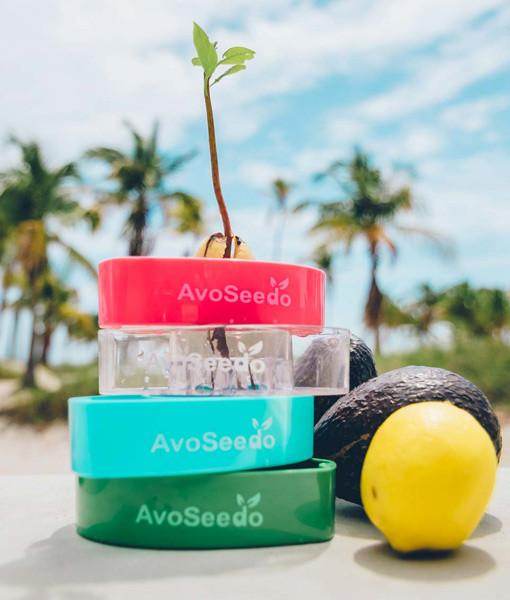 AvoSeedo 3-Pack | Avocado Seed Germination Kit | Easy & Successful Growing Solution - UrbanSprout