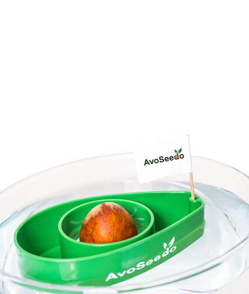 AvoSeedo 3-Pack | Avocado Seed Germination Kit | Easy & Successful Growing Solution - UrbanSprout