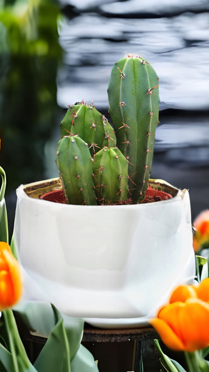 Handmade Elegant White & Gold Ceramic Planter Pot – Stylish Decorative Indoor Plant Pot