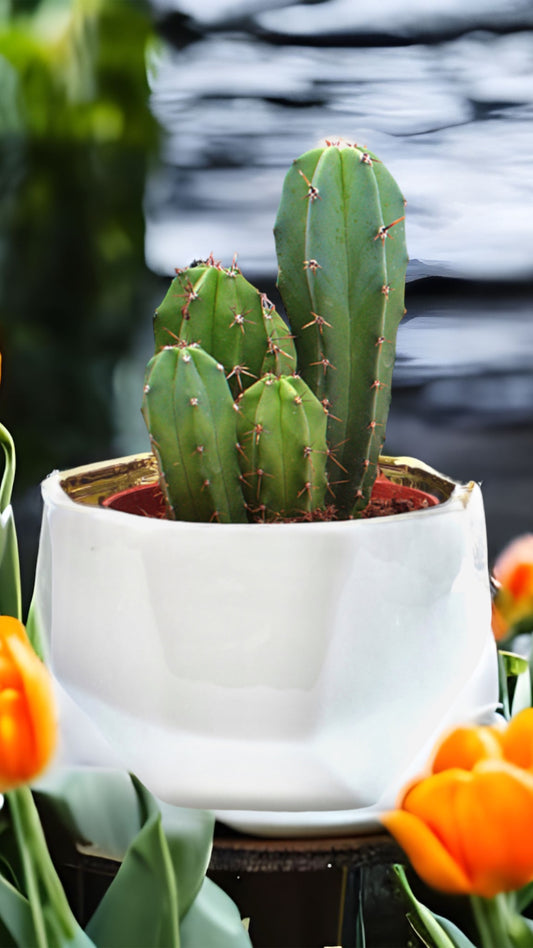 Handmade Elegant White & Gold Ceramic Planter Pot – Stylish Decorative Indoor Plant Pot