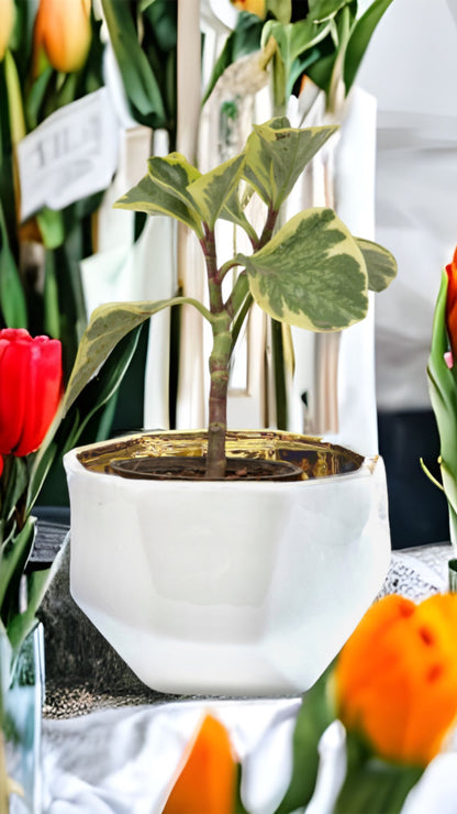 Handmade Elegant White & Gold Ceramic Planter Pot – Stylish Decorative Indoor Plant Pot