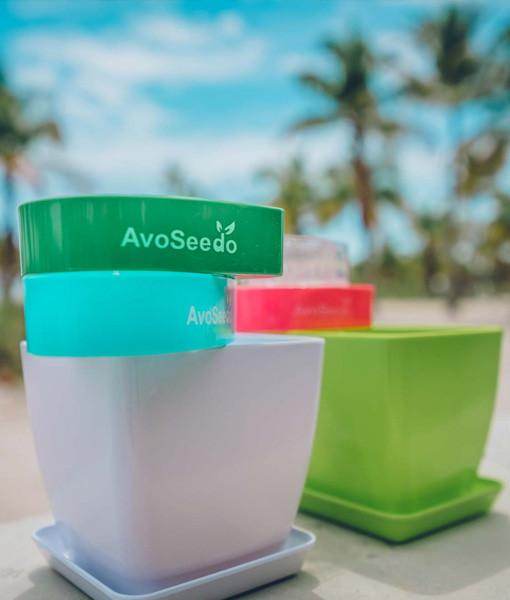 AvoSeedo 3-Pack | Avocado Seed Germination Kit | Easy & Successful Growing Solution - UrbanSprout